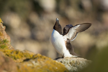 The Razorbill, Alca torda sitting on the stone in their cliff nesting colonies on in Iceland....
