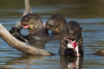 The Giant Otters, Pteronura brasiliensis is eating fresh fish in the Rio Negro River in the Brazilian Pantanal