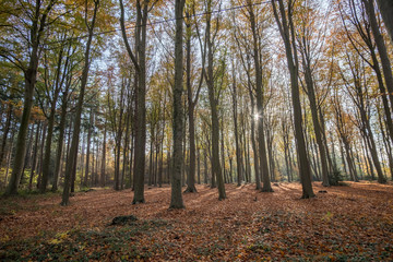 Obraz premium autumn in the forest
