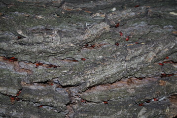 Beetles on a tree.
