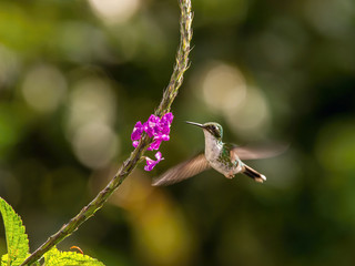The Andean emerald, Amazilia franciae, hummingbird  is soaring and drinking the nectar from the beautiful  flower in the rain forest environment, nice colorful bokeh background, Ecuador