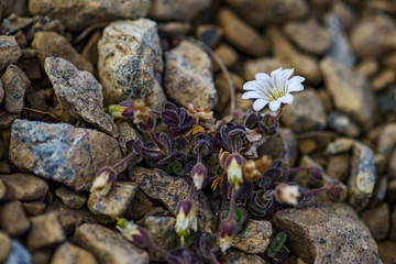 Arctic Mouse-ear flower - Cerastium nigrescens, rare white flower from Shetland islands, Scotland, UK.