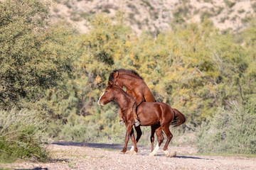 Wild Horses fighting in Arizona