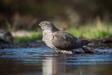 The Eurasian Sparrowhawk, accipiter nisus is bathing in forest waterhole in the beautiful colorful autumn environment. Pretty colorful contrasting backround with nice bokeh, opened wings