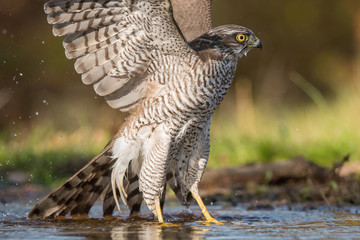 The Eurasian Sparrowhawk, accipiter nisus is bathing in forest waterhole in the beautiful colorful autumn environment. Pretty colorful contrasting backround with nice bokeh, opened wings