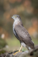 The Eurasian Sparrowhawk, accipiter nisus sitting on the branch in beuatiful colorful autumn environment. Pretty colorful contrasting backround with nice bokeh.