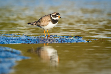 The Common Ringed Plover or Ringed Plover, Charadrius hiaticula is standing in the typical environment in the Iceland