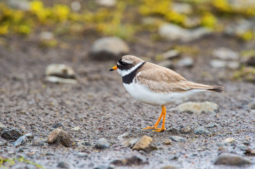 The Common Ringed Plover or Ringed Plover, Charadrius hiaticula is standing in the typical environment in the Iceland