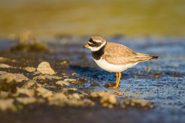The Common Ringed Plover or Ringed Plover, Charadrius hiaticula is standing in the typical environment in the Iceland