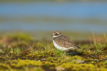 The Common Ringed Plover or Ringed Plover, Charadrius hiaticula is standing in the typical environment in the Iceland