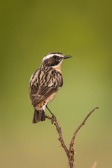 The Whinchat, Saxicola rubetra is sitting and posing next to its nest, somewhere in the grass, green background, typical environment for the nesting, Czech Republic