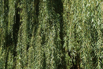 Weeping willow background