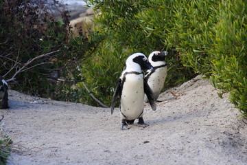 Fototapeta premium Zwei Pinguine am Strand in Boulders Beach in Südafrika