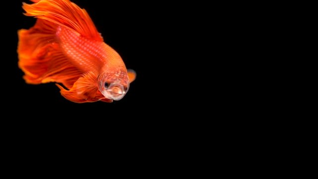 Slow motion video of Red Siamese fighting fish / betta fish swimming with aggressive action on black background