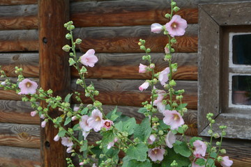 Rose of Sharon, Hibiscus, bush with pink flowers