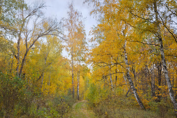 Leafy birch forest in autumn time
