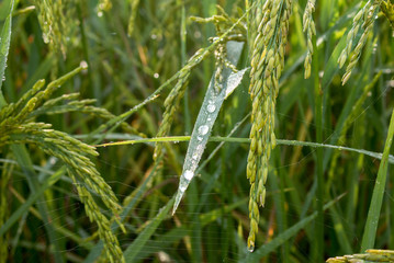 Closeup of rice spike in Paddy field on autumn