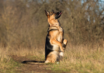 german shepherd dog outdoor