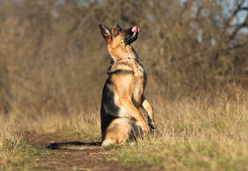 german shepherd dog outdoor