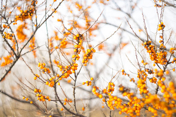  sea ​​buckthorn berries on a bush in winter