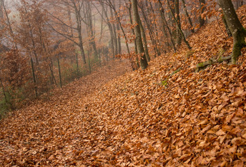 Obraz premium autumn in the forest