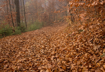 autumn in the forest