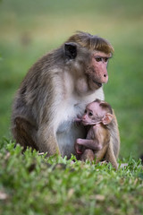 Fototapeta premium The toque macaque, macaca sinica is breastfeeding the young monkey in the Jetavanaramaya temple park in Sri Lanka. Monkey mather and her baby in the grass with green background