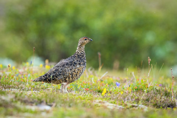 The Rock Ptarmigan, Lagopus muta is really shy and rare bird, it is loosing its winter feather, it is posing and standing on the ground, Iceland