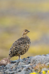 The Rock Ptarmigan, Lagopus muta is really shy and rare bird, it is loosing its winter feather, it is posing and standing on the ground, Iceland