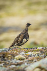 The Rock Ptarmigan, Lagopus muta is really shy and rare bird, it is loosing its winter feather, it is posing and standing on the ground, Iceland