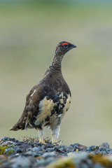 Fototapeta premium The Rock Ptarmigan, Lagopus muta is really shy and rare bird, it is loosing its winter feather, it is posing and standing on the ground, Iceland