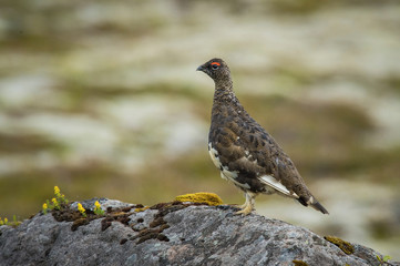 The Rock Ptarmigan, Lagopus muta is really shy and rare bird, it is loosing its winter feather, it is posing and standing on the ground, Iceland