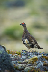 The Rock Ptarmigan, Lagopus muta is really shy and rare bird, it is loosing its winter feather, it is posing and standing on the ground, Iceland