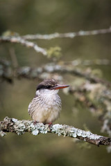 The Striped kingfisher, Halcyon chelicuti   is sitting and posing on the branch, amazing picturesque tree background, in the morning after sunrise, waiting for its prey in Uganda