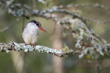 The Striped kingfisher, Halcyon chelicuti   is sitting and posing on the branch, amazing picturesque tree background, in the morning after sunrise, waiting for its prey in Uganda