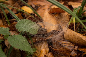 autumn leaves on the ground with cobweb