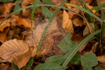 autumn leaves on grass with cobweb