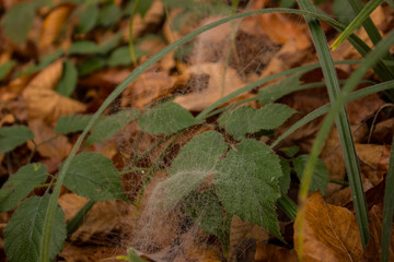autumn leaves on the ground with cobweb