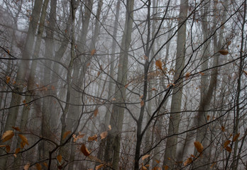 evening  forest.