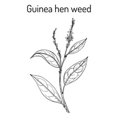Guinea hen weed Petiveria alliacea , medicinal plant