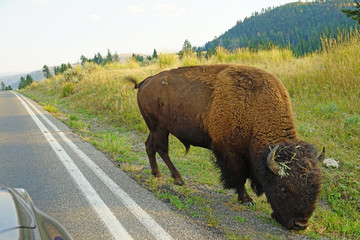 View of a herd of wild bison crossing the road in front of cars in Yellowstone National Park, Wyoming, United States