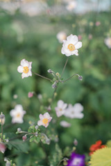 white flowers in garden