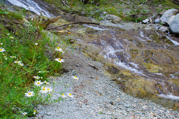 Stream in the forest
