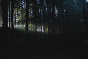 Obraz premium beautiful sun rays between trees in a foggy forest