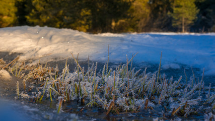 Frozen gras on snow. cold weather winter Frozen daisy - Close up -