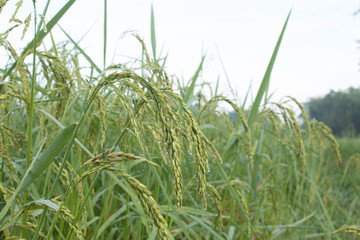 Closeup of rice spike in Paddy field on autumn