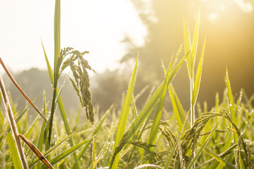 rice spike in Paddy field on autumn