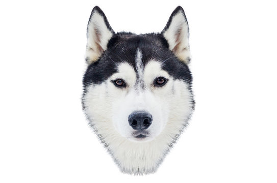 One Siberian Husky dog face. Close up Husky breed portrait. Husky dog has black and white fur color. Isolated white background for design.