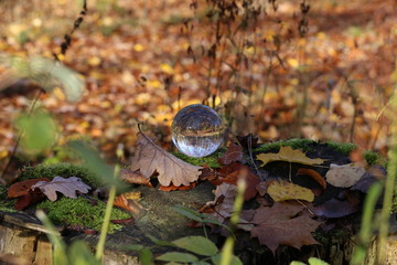 Autumn through a glass ball. Autumn compositions with glass bowl.