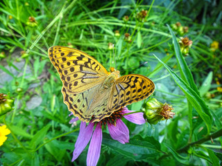 butterfly on a flower